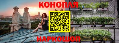 спайс Кингисепп